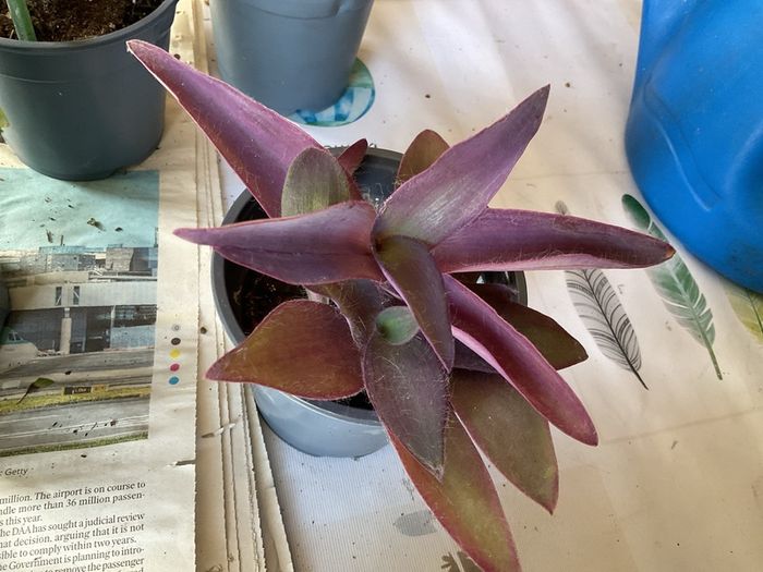plant &trees succulent