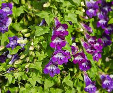 (M) Climbing Maurandia seeds (10s) (412907)