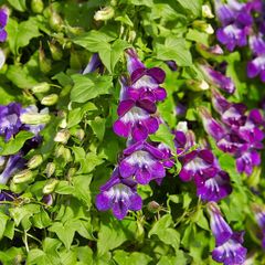 (M) Climbing Maurandia seeds (10s) (412907)