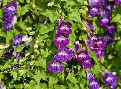 (M) Climbing Maurandia seeds (10s) (412907)
