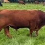 InCalf 4 & 5 Star Stabiliser X Heifers Image 5
