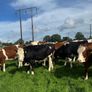 Incalf heifers Image 2