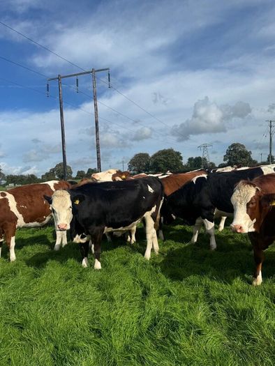 Incalf heifers