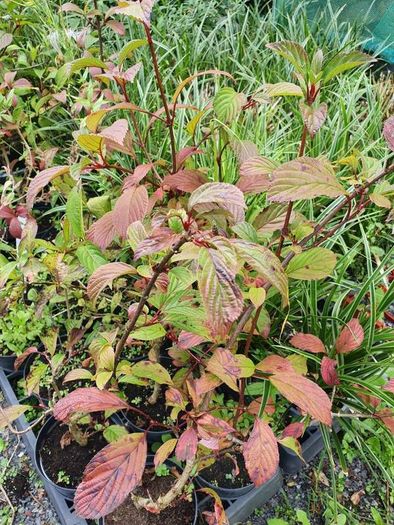 Portugeuse Laurel Hedging