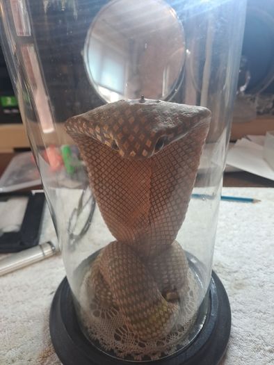 Wax Cobra in antique glass dome.