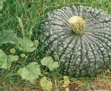 (P) Pumpkin Marina di Chioggia seeds (5s) (121786)