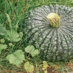 (P) Pumpkin Marina di Chioggia seeds (5s) (121786)