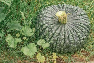 (P) Pumpkin Marina di Chioggia seeds (5s) (121786)