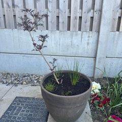 plant