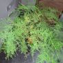 Asparagus Image 2