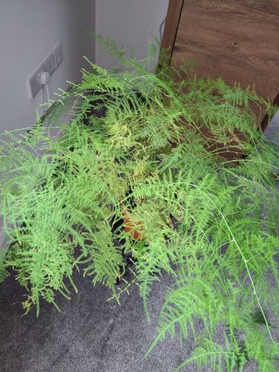 Asparagus