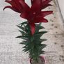 Lily 'Night Rider' Image 3