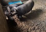 Pigs