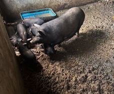 Pigs