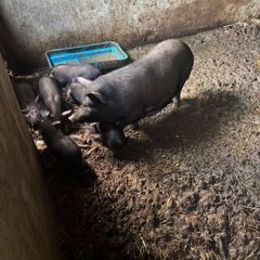 Pigs