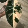 Alocasia  'Black Velvet' Pink Variegata Image 2