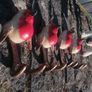 Set Of Four Robin Bird Hooks Hand-Painted Image 2
