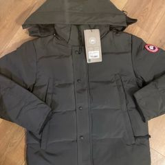 Grey canada goose
