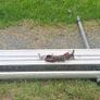Rhino SafeStow4 Gas-Assisted Van Ladder Loader Image 3