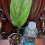No.2 Monstera Lechleriana Variegated Image 2