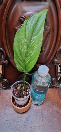 No.2 Monstera Lechleriana Variegated