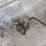 kittens free to good home Image 2