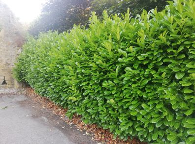 Laurel Hedging