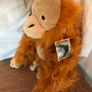 Rare Endangered Species Orangutan Image 2