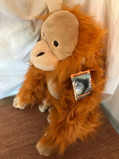 Rare Endangered Species Orangutan