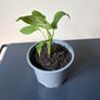 plant Image 3