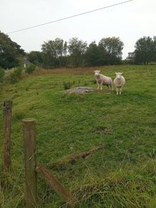 Dorset Ewe