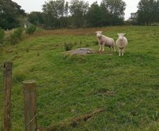 Dorset Ewe