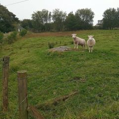 Dorset Ewe