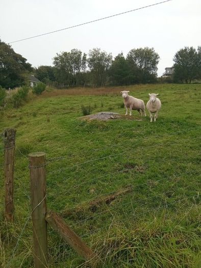 Dorset Ewe