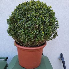 Buxus ball