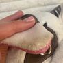 Disney Moana Plush Pua approx. 25cm Dirty Please see photos Image 6