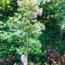 Japanese Acer Maple varieties Image 7