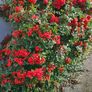 Pyracantha Firethorn Hedging Image 6