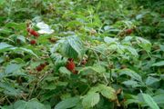 Raspberry Canes (Rubus idaeus)