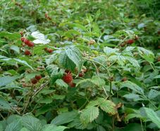 Raspberry Canes (Rubus idaeus)