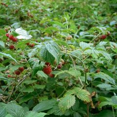 Raspberry Canes (Rubus idaeus)