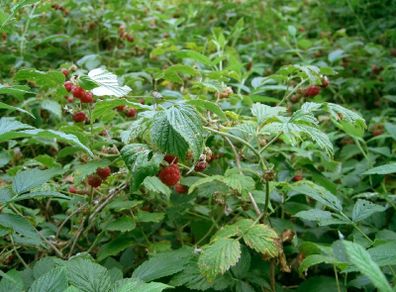 Raspberry Canes (Rubus idaeus)