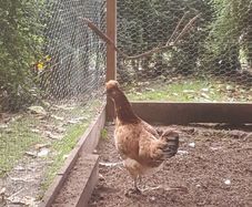 poultry