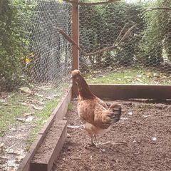 poultry