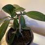 plant Image 4