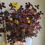 Oxalis Image 4