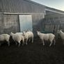 tuam mart 20th October dispersal sale Image 2