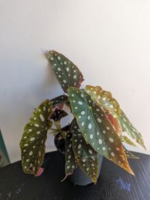 Begonia Maculata Plant