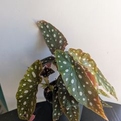 Begonia Maculata Plant