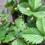 10 pineberries  plants - white strawberries Image 6